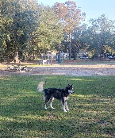 Bark Park
