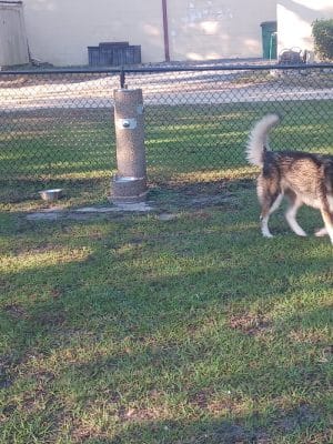 Bark Park