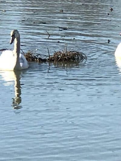 Baisley Pond Park - Jamaica, NY