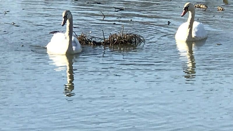 Baisley Pond Park - Jamaica, NY
