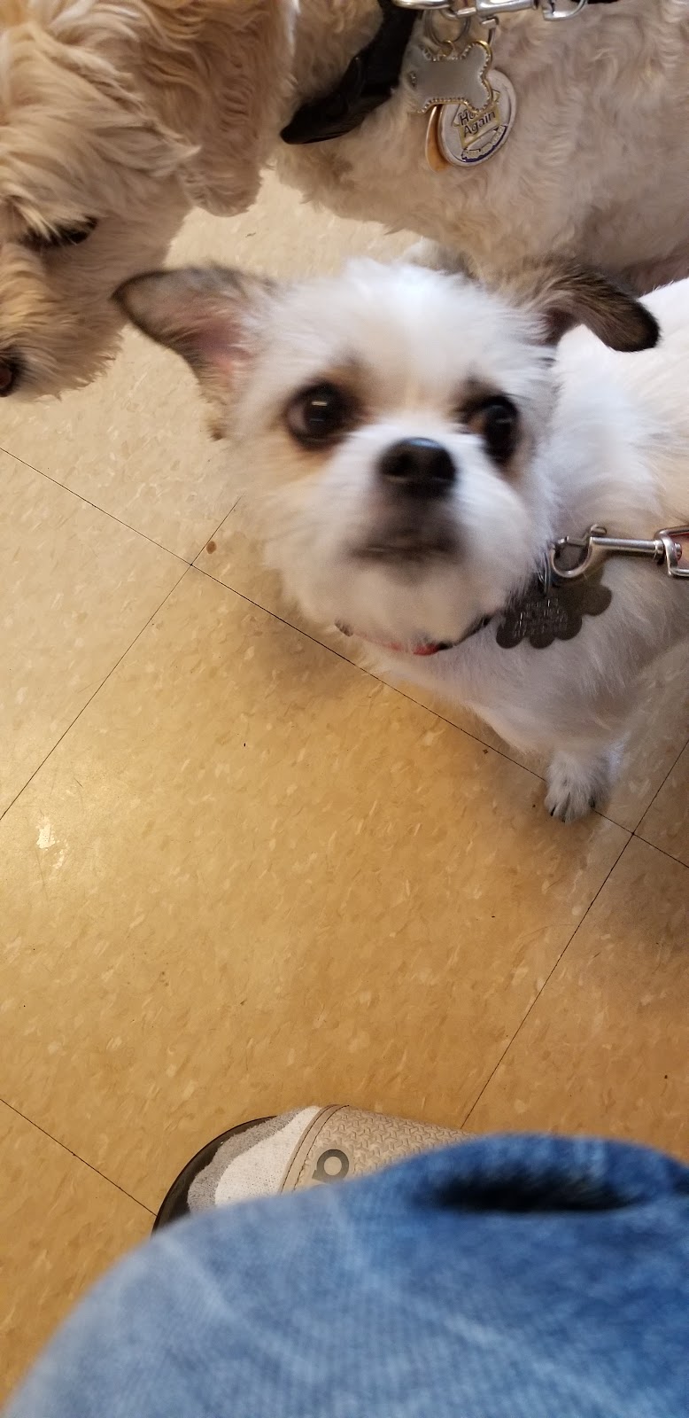 Ozone Park Animal Clinic - Jamaica, NY