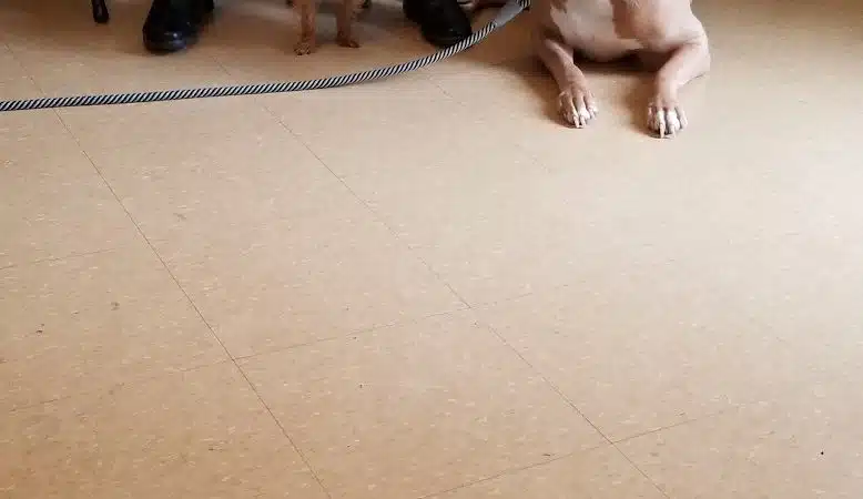 Ozone Park Animal Clinic - Jamaica, NY