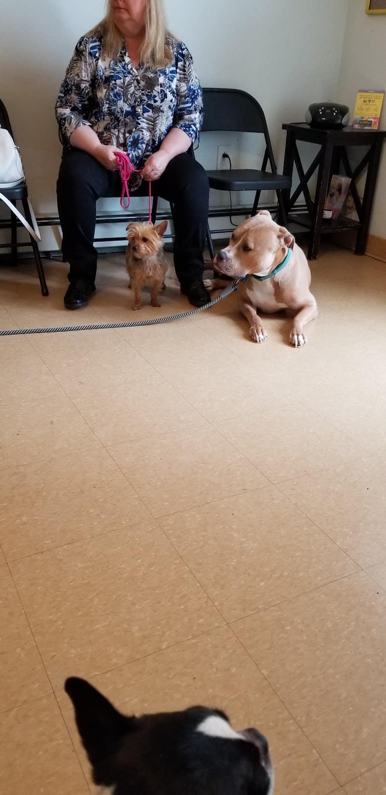 Ozone Park Animal Clinic - Jamaica, NY