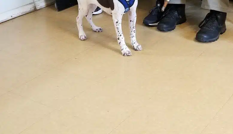Ozone Park Animal Clinic - Jamaica, NY