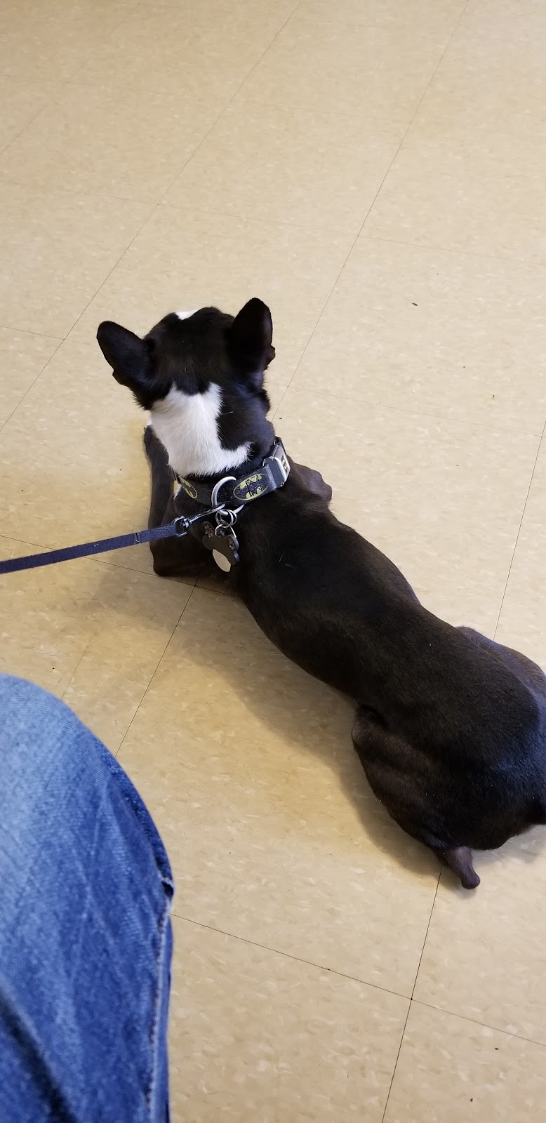 Ozone Park Animal Clinic - Jamaica, NY