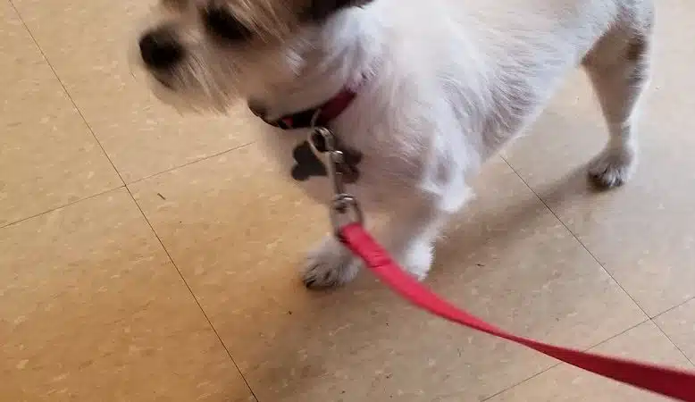 Ozone Park Animal Clinic - Jamaica, NY