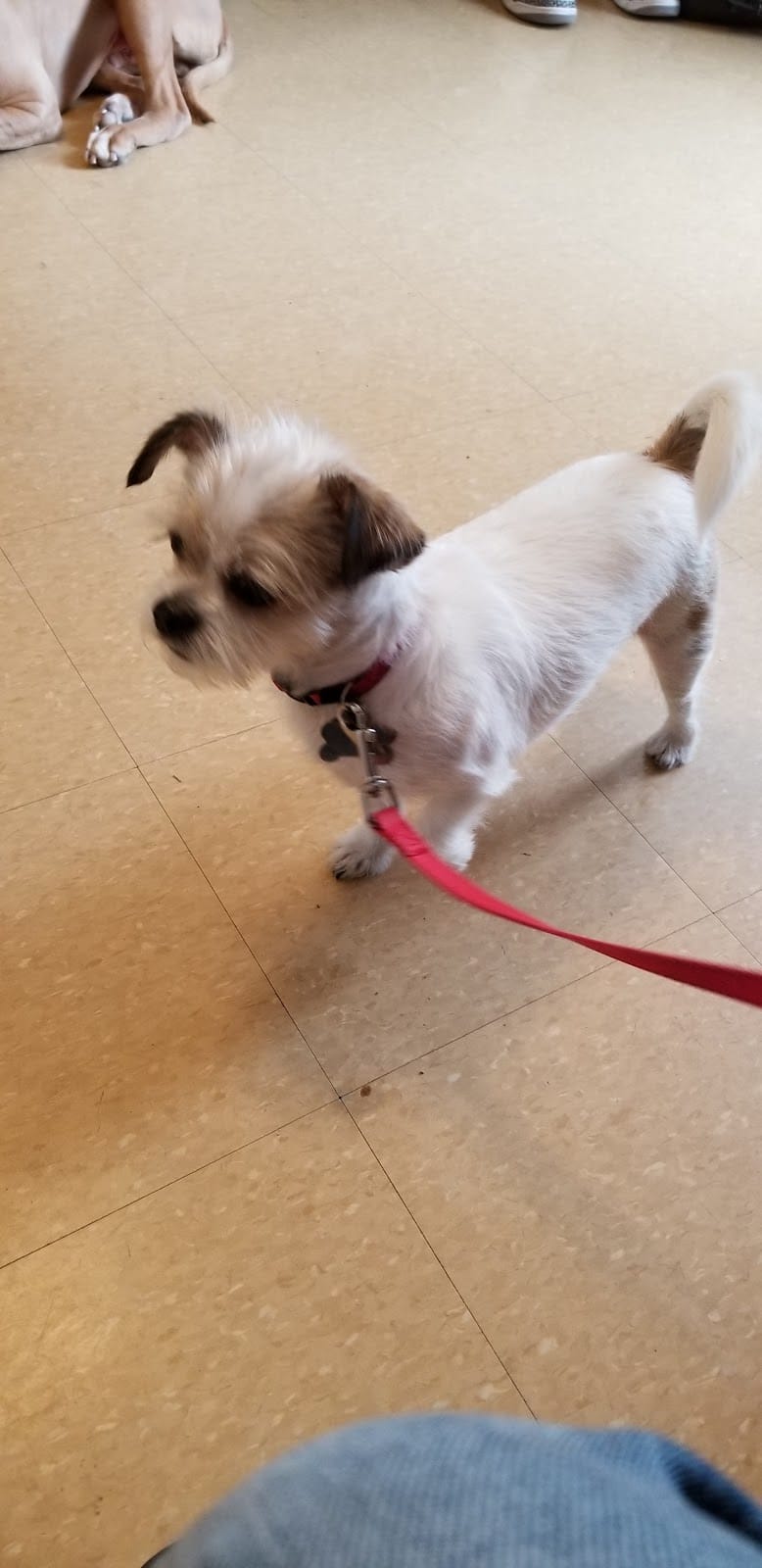Ozone Park Animal Clinic - Jamaica, NY