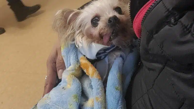 Ozone Park Animal Clinic - Jamaica, NY