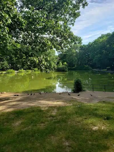 Park - Jamaica, NY