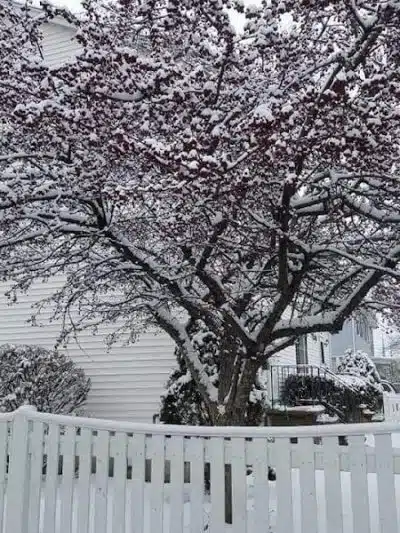 Park - Jamaica, NY