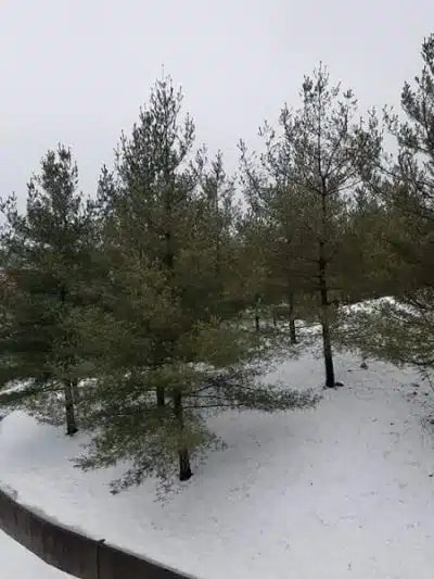 Park - Jamaica, NY