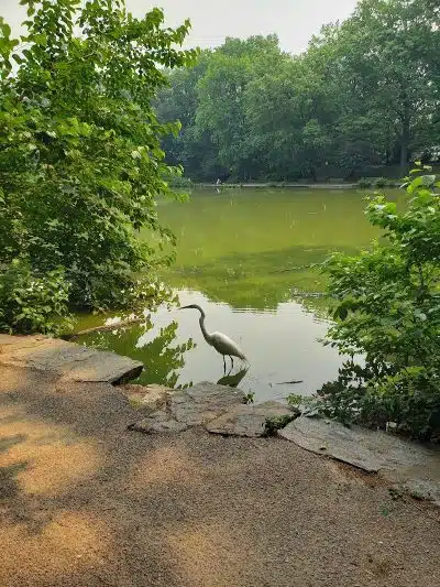Park - Jamaica, NY