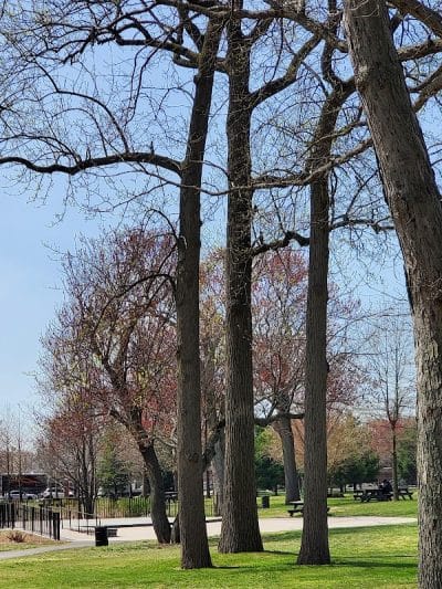Roy Wilkins Park - Jamaica, NY