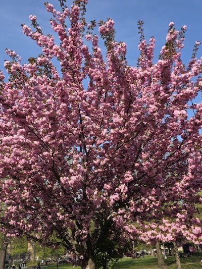 Rufus King Park - Jamaica, NY