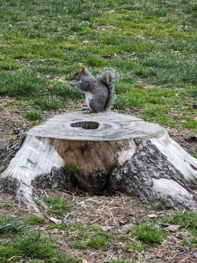 Rufus King Park - Jamaica, NY