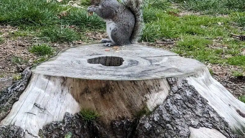 Rufus King Park - Jamaica, NY