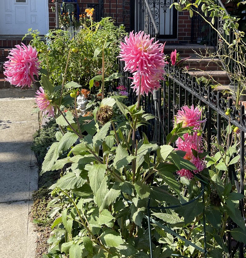 Peters Field - Jamaica, NY