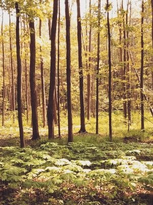 Bentley Nature Preserve