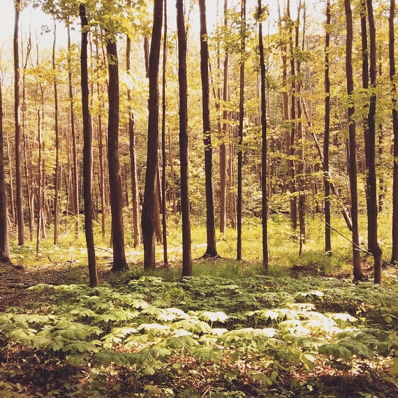 Bentley Nature Preserve - Jamestown, NY