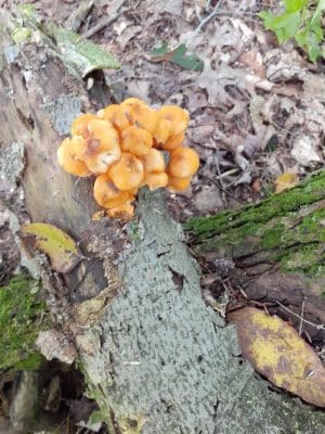 Bentley Nature Preserve
