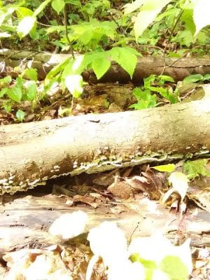 Bentley Nature Preserve