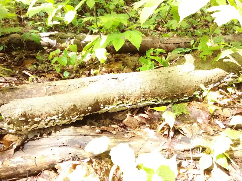 Bentley Nature Preserve - Jamestown, NY