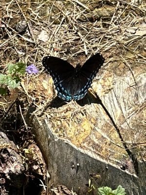 Bentley Nature Preserve