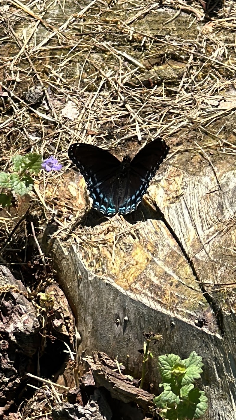 Bentley Nature Preserve - Jamestown, NY