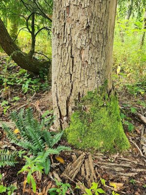 Bentley Nature Preserve