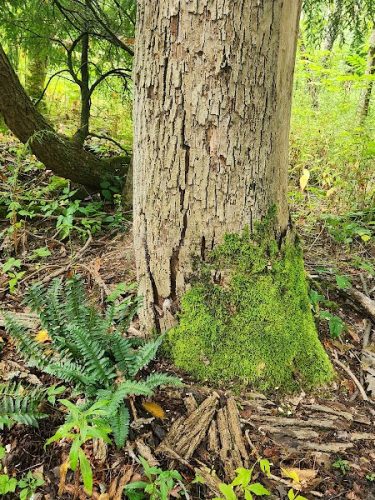 Bentley Nature Preserve