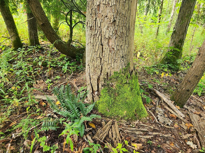 Bentley Nature Preserve - Jamestown, NY