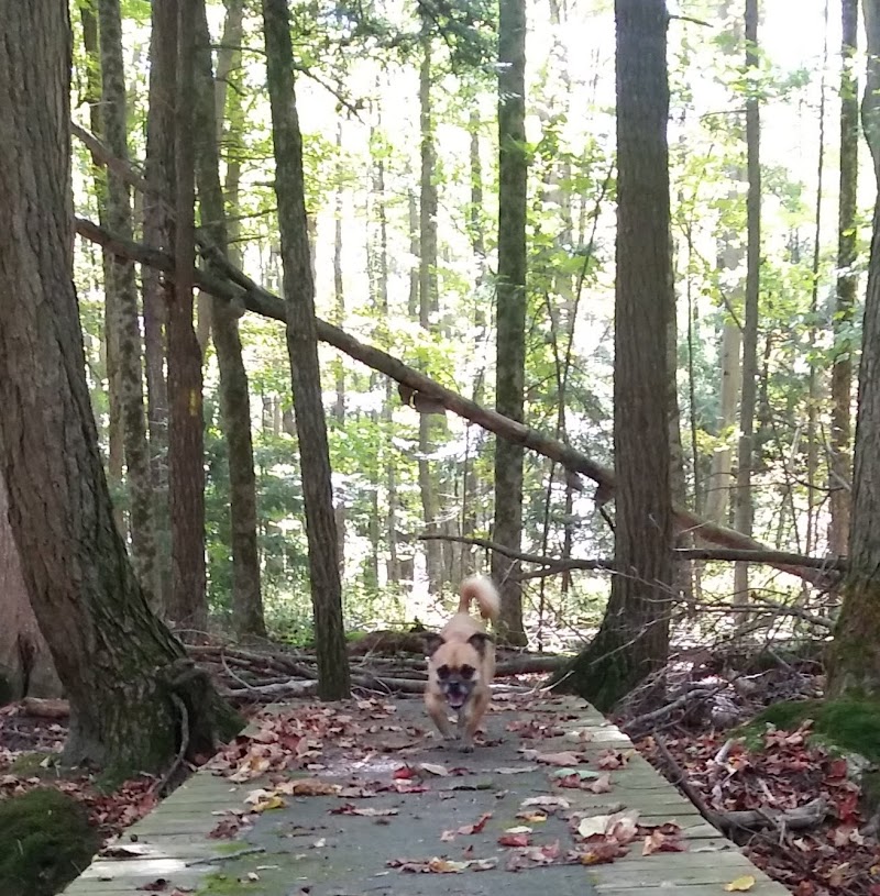 Bentley Nature Preserve - Jamestown, NY
