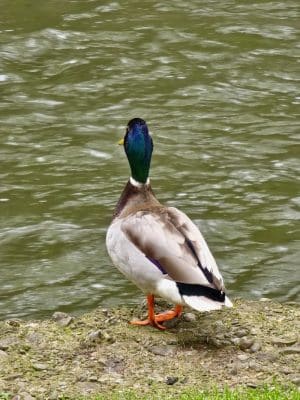 Jamestown River Walk