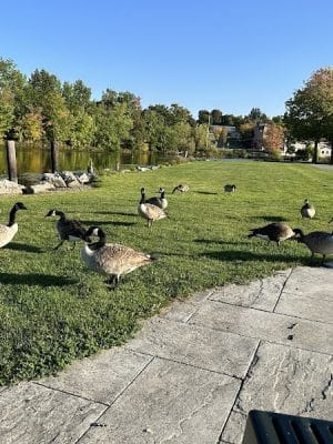 McCrea Point Park & Public Boat Launch