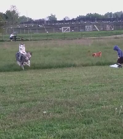Paw Print Dog Park - Janesville, WI