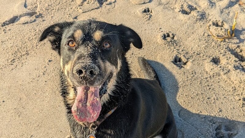 Walton Rock Dog Park - Jensen Beach, FL