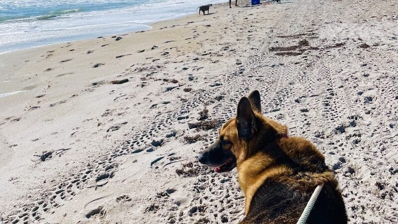 Walton Rock Dog Park - Jensen Beach, FL
