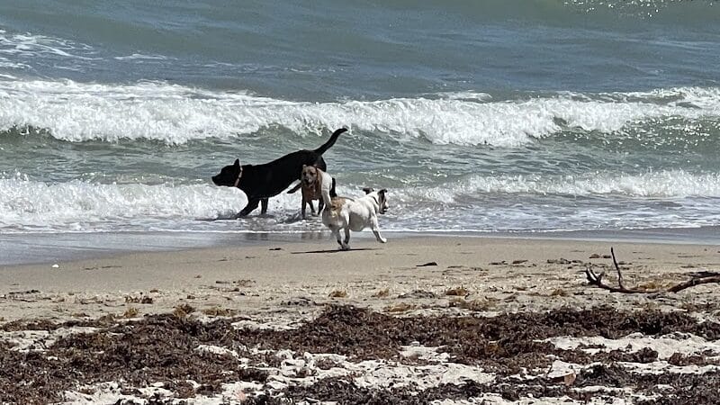 Walton Rocks Beach / Dog Park - Jensen Beach, FL