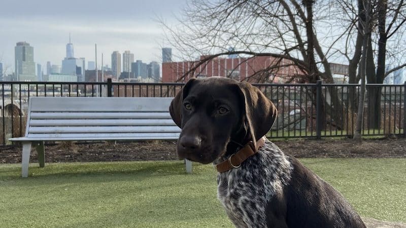 Dog park - Jersey City, NJ