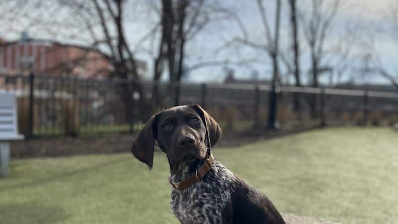 Dog park - Jersey City, NJ