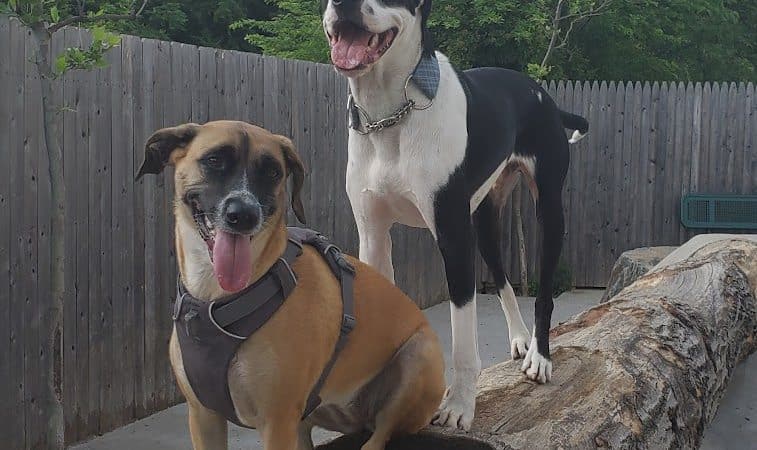 Dog Park - Jersey City, NJ