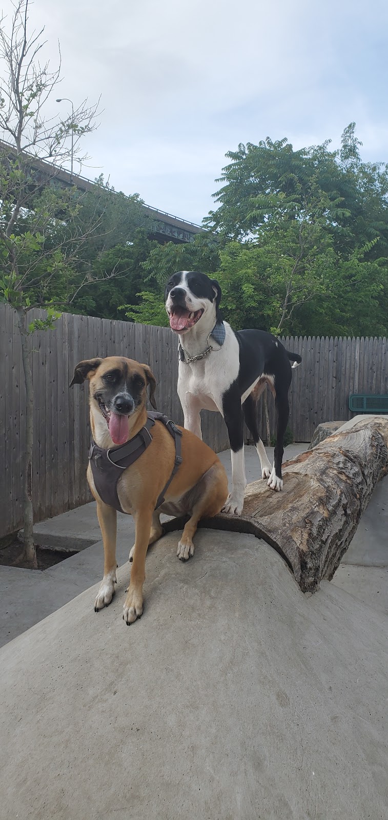 Dog Park - Jersey City, NJ