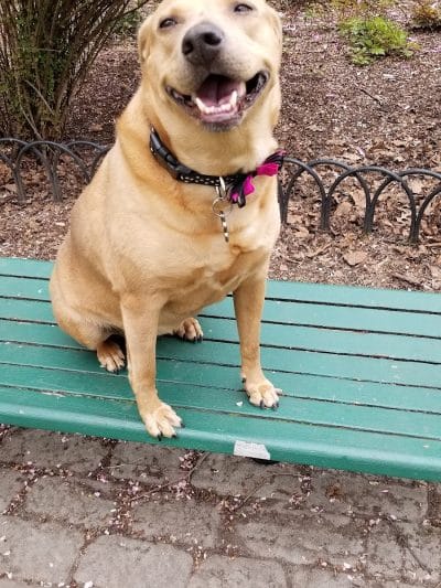 Dog Park - Jersey City, NJ