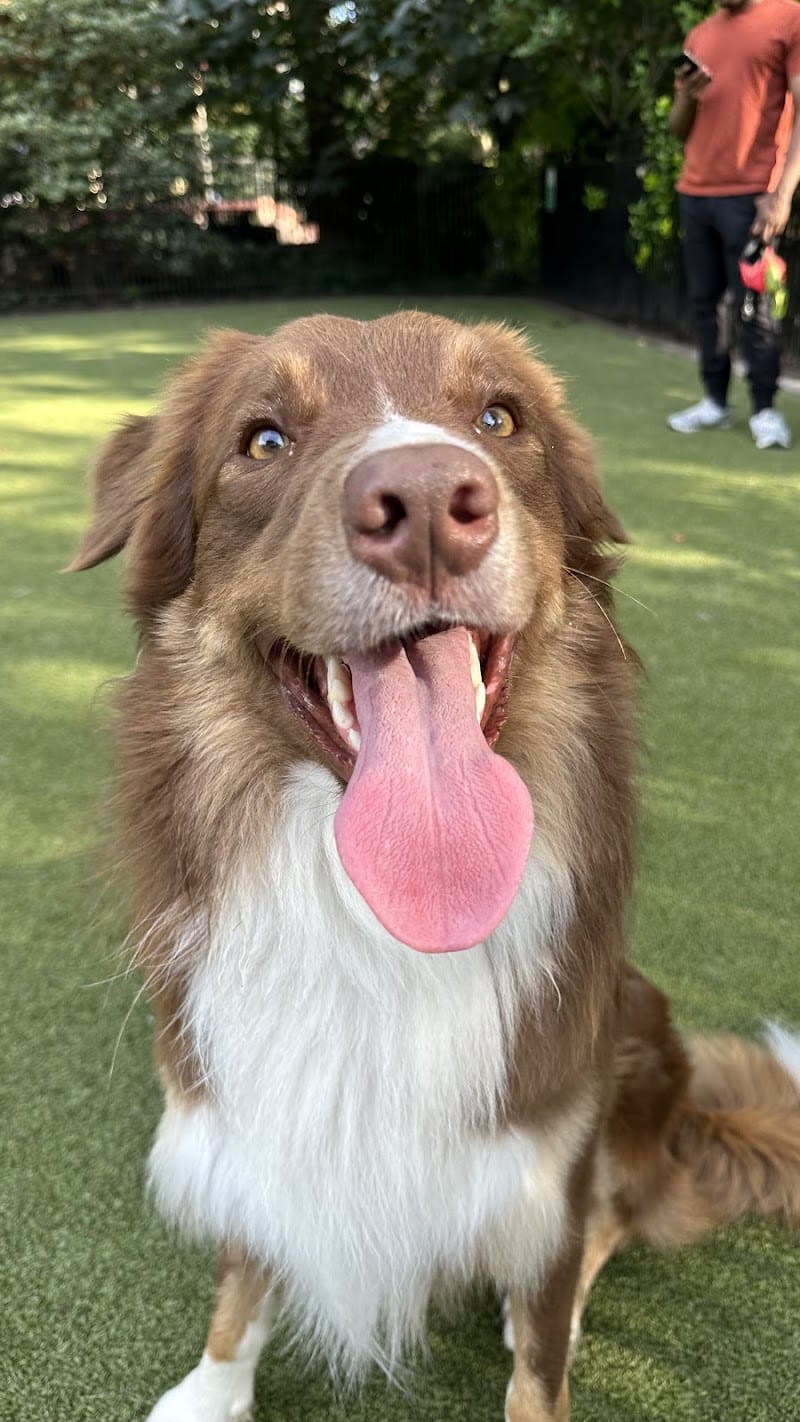 Dog Park - Jersey City, NJ