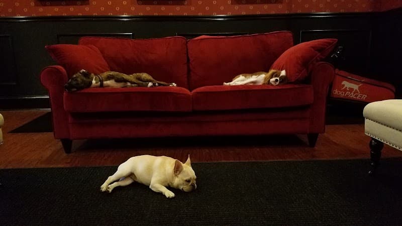 Executive Dog Lounge - Jersey City, NJ