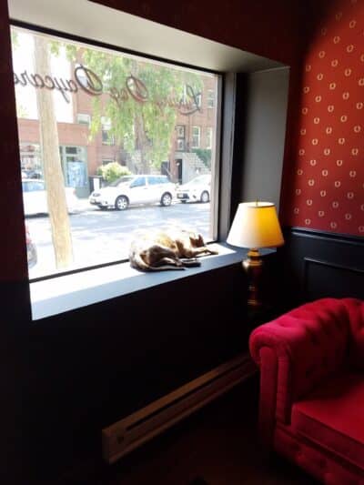 Executive Dog Lounge - Jersey City, NJ
