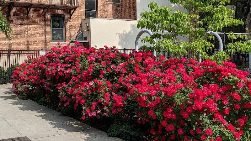 Janet Moore Park - Jersey City, NJ