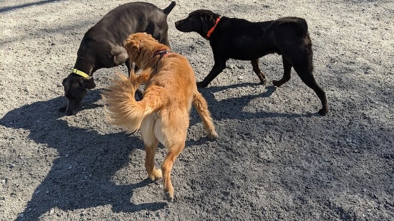 Lincoln Park Dog Run - Jersey City, NJ