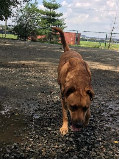 Lincoln Park Dog Run - Jersey City, NJ