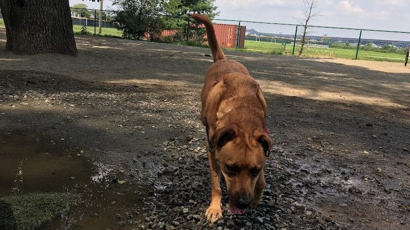 Lincoln Park Dog Run - Jersey City, NJ